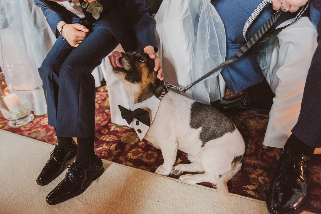 a dog wearing a bow tie licks its lips during a wedding ceremony at Cliveden House