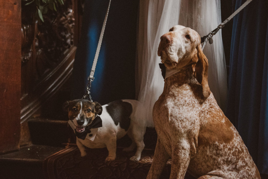 dogs wearing wedding attire pose for photographs at a Berkshire wedding