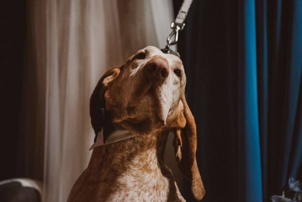 a dog looks happy at a wedding
